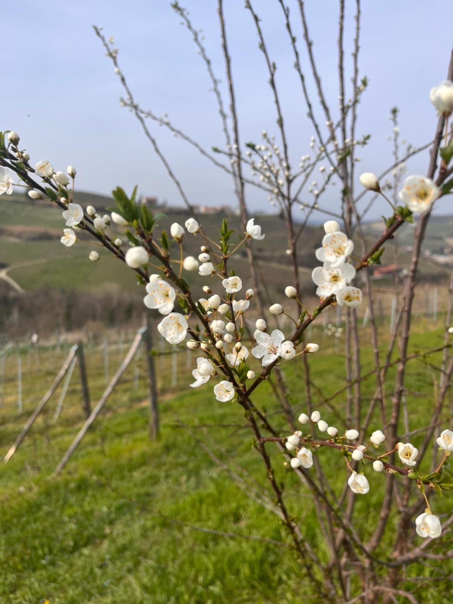 Le Cornici - Cascina Di Charme Hotel Diano d'Alba Luaran gambar